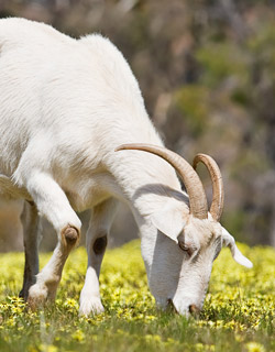 Cashmere goat